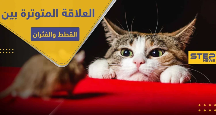 هل تسائلت عن سبب العلاقة المتوترة بين القطط والفئران .. دراسة تكشف السر