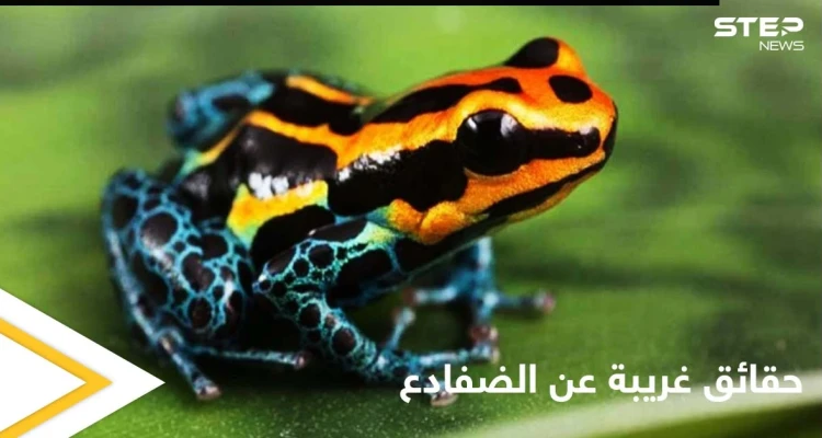 هل تمتلك الضفادع عظاماً وأسنان.. إليك حقائق غريبة عن حياتها