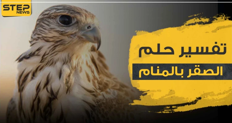 تفسير رؤية الصقر في الحلم تشير إلى عدة دلالات مهمة.. تعرف إليها