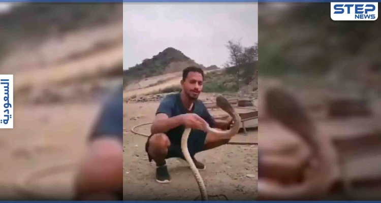 بالفيديو|| أفعى كوبرا تلدغ مروض سعودي حاول مداعبتها
