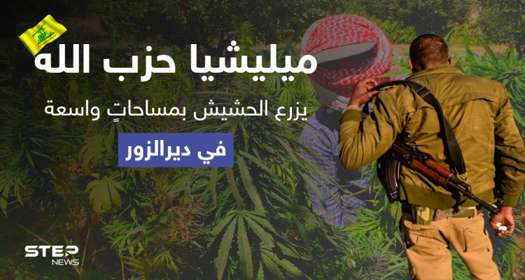 بمعاونة النظام السوري.. "حزب الله" يزرع الحشيش بمساحاتٍ واسعة في دير الزور
