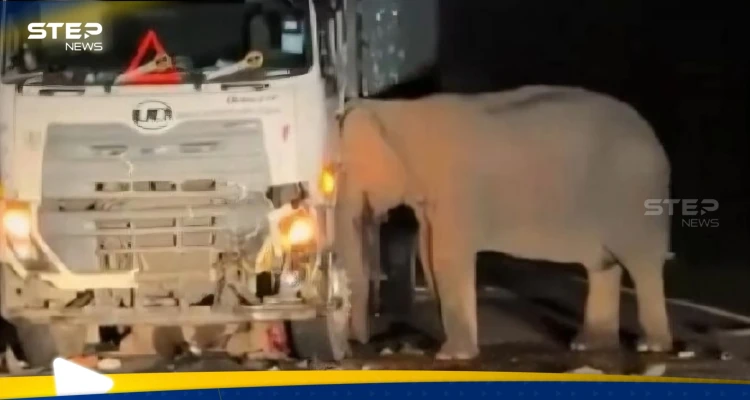 بالفيديو|| شاهد كيف انتقمت أنثى فيل من سائق شاحنة دهس صغيرها