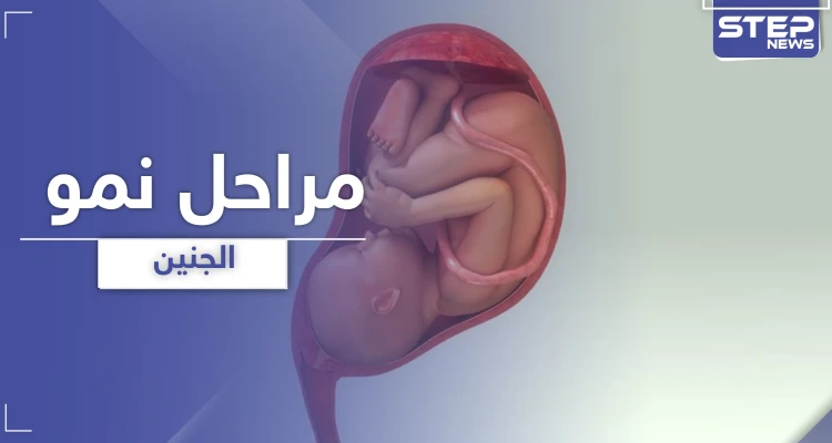 مراحل نمو الجنين من الأسبوع الأول في الحمل وحتى الأربعين