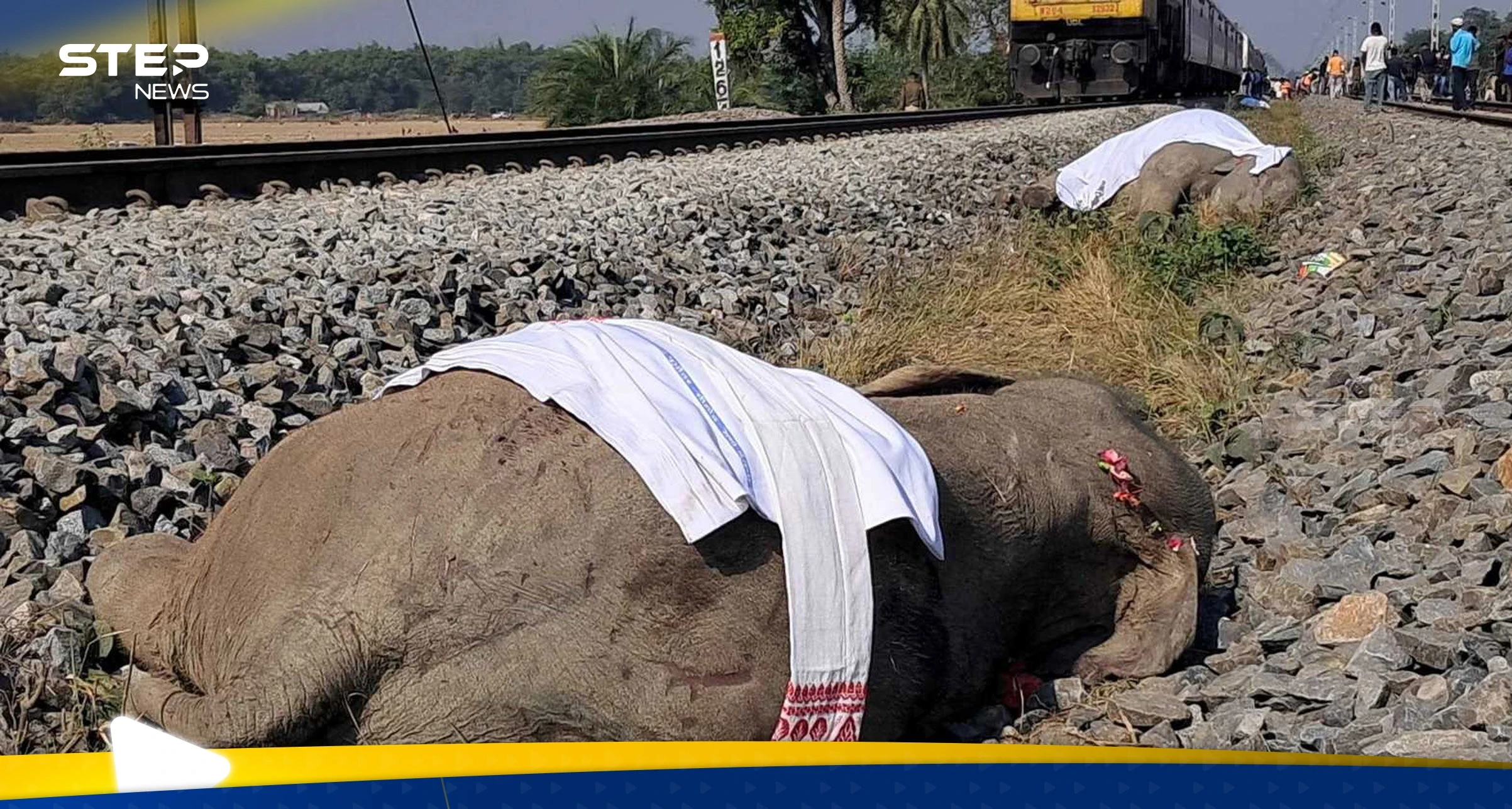 حادث تصادم بين قطار و7 أفيال في الهند