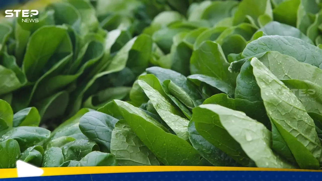 السبانخ النيئة أم المطبوخة.. أيهما أكثر فائدة للصحة؟: فيتامينات