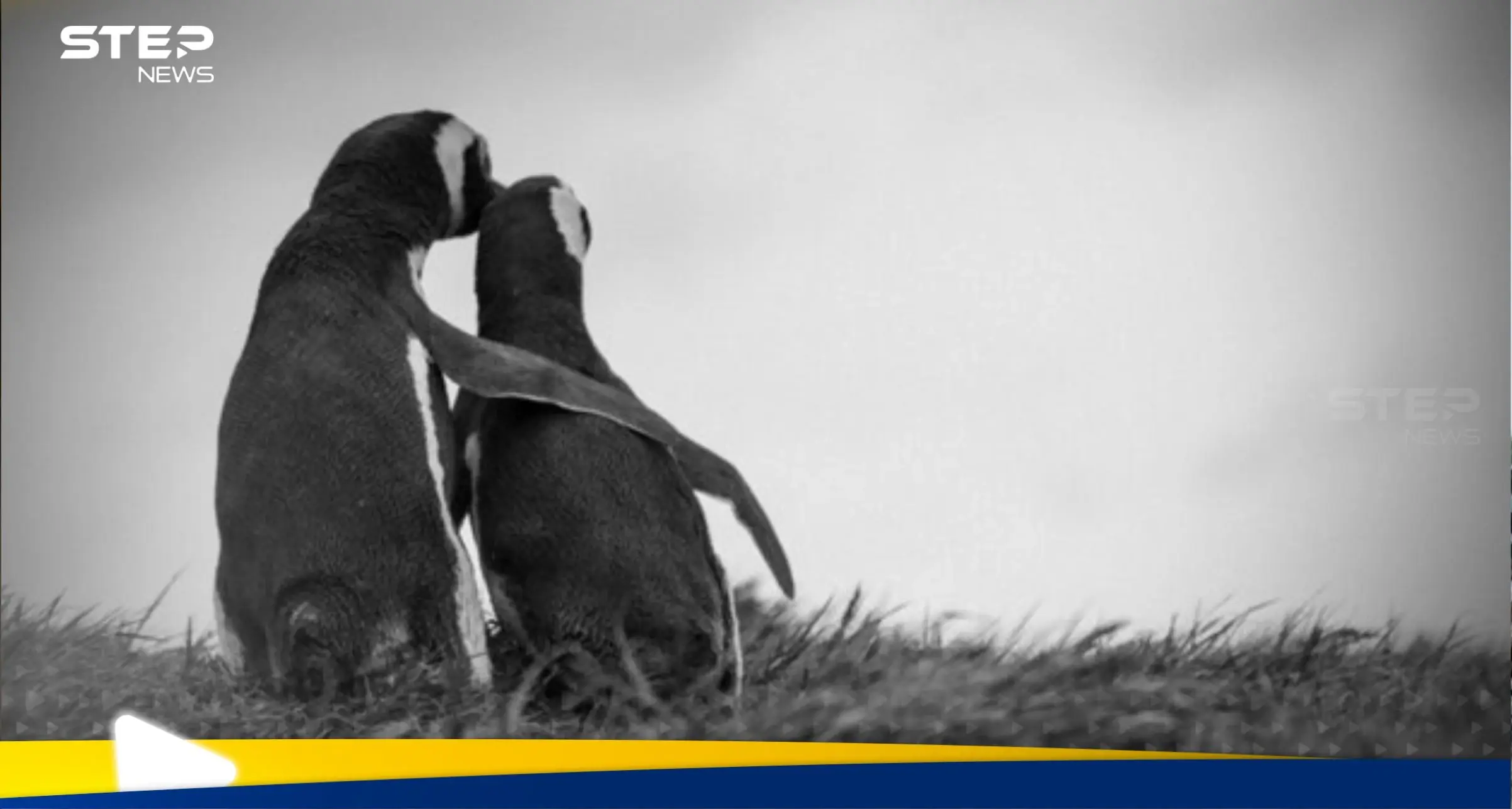 بورورو البطريق الصغير