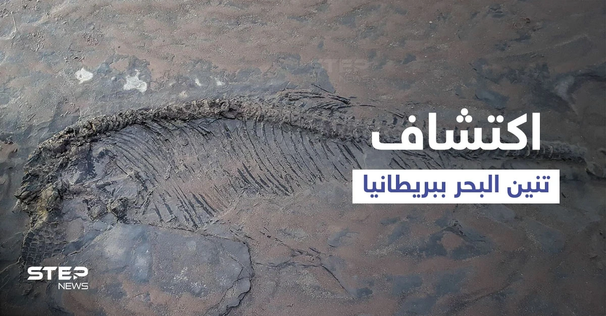 اكتشاف هيكل عظمي كامل لـ"تنين البحر" عمره نحو 180 مليون سنة