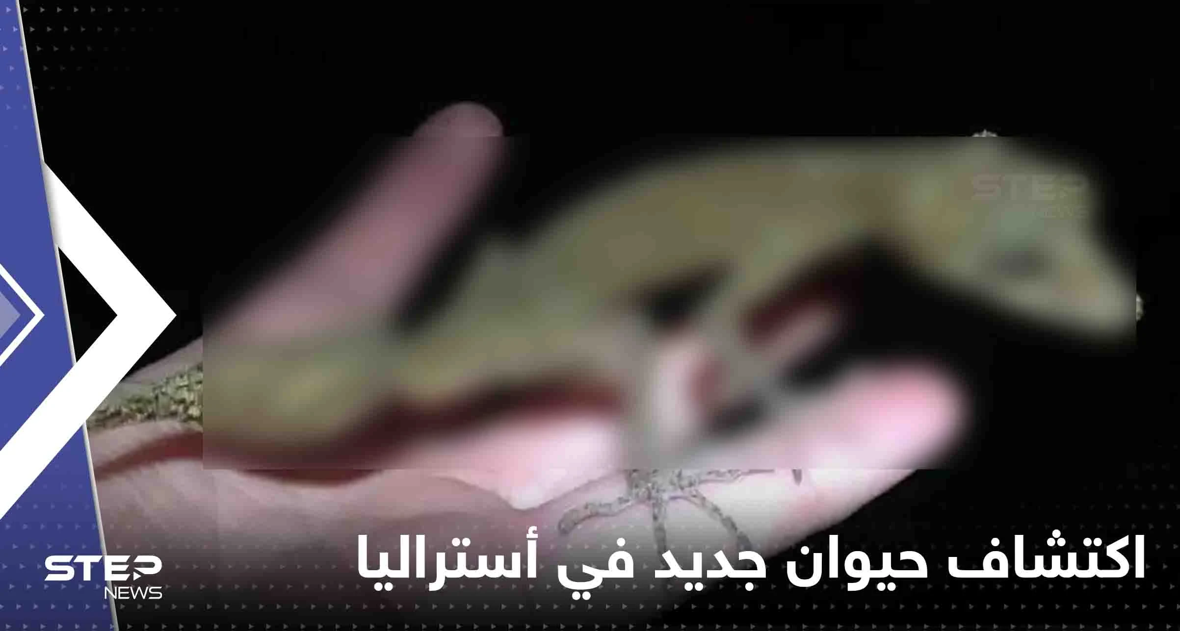 اكتشاف حيوان جديد في أستراليا.. وصحيفة: مثل التنين الصغير (شاهد): اكتشاف حيوان جديد في أستراليا