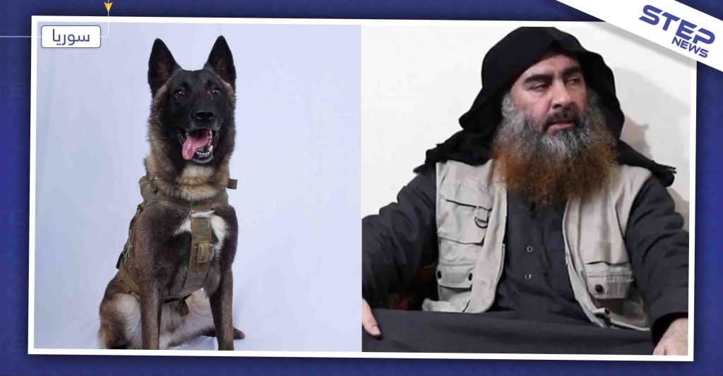 شاهد صورة الكلب الذي شارك في عملية اغتيال البغدادي (صورة)