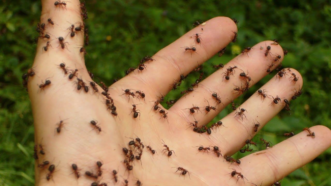 Tiedätkö mitä tapahtuu, kun näet muurahaisia ​​unessa? Ibn Sirinin tulkinta | Step News Agency