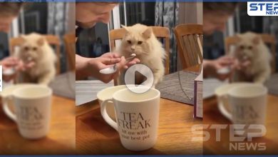 بالفيديو|| موقف لطيف.. قطة تتذوق "الآيس كريم" لأول مرة بحياتها وترد بطريقة مدهشة