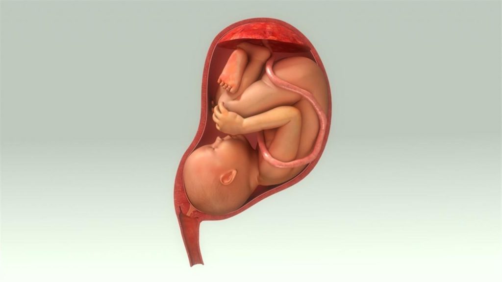 مراحل نمو الجنين