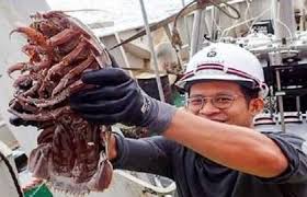 اكتشاف صرصور البحر في إندونيسيا 
