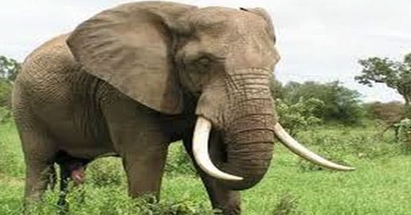 تفسير حلم الفيل