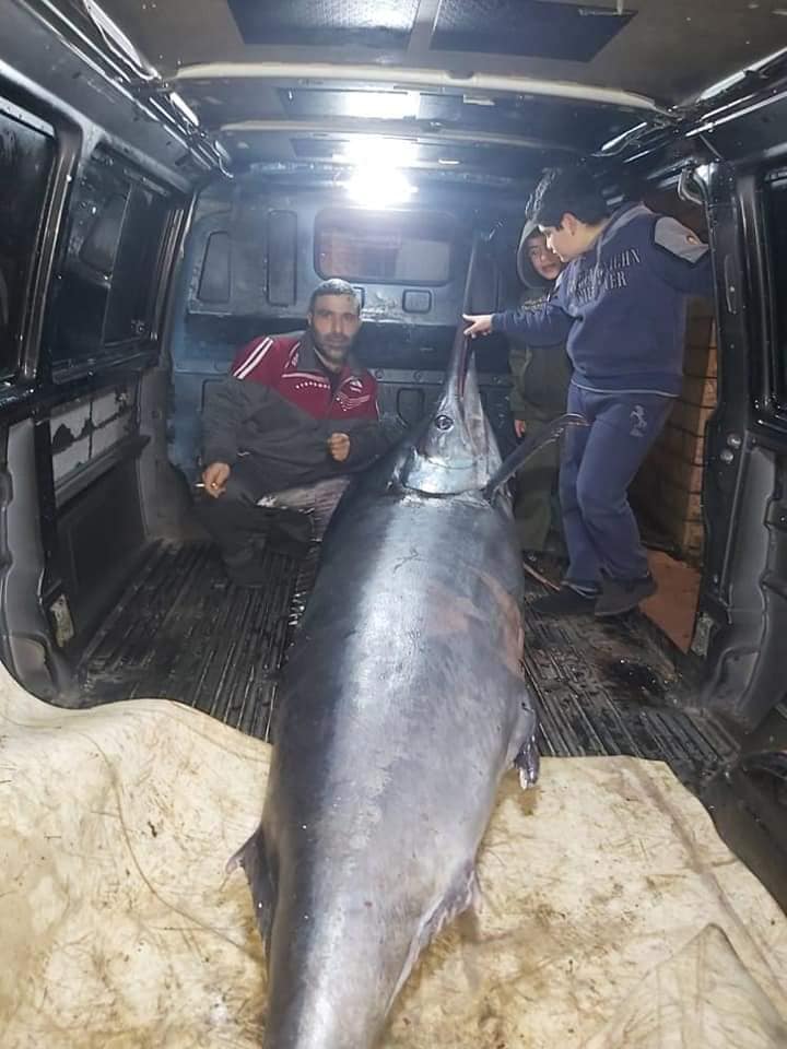  لبناني يصطاد سمكة نادرة وضخمة بطول 3 أمتار من شواطئ عكار 