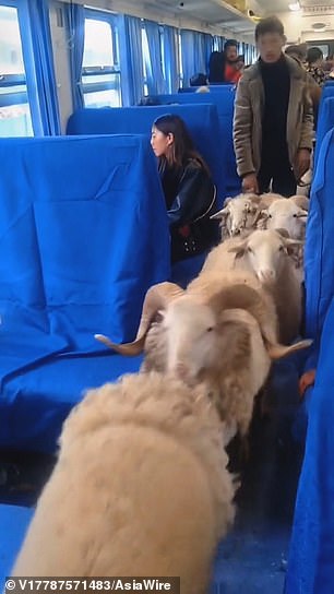 الأغنام والخنازير تغزو أحد القطارات البطيئة في الصين