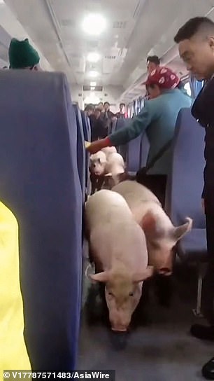 الأغنام والخنازير تغزو أحد القطارات البطيئة في الصين