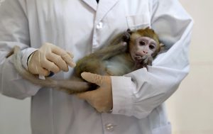 الصين.. أول حالة وفاة بشرية بـ "الفيروس القردي B"