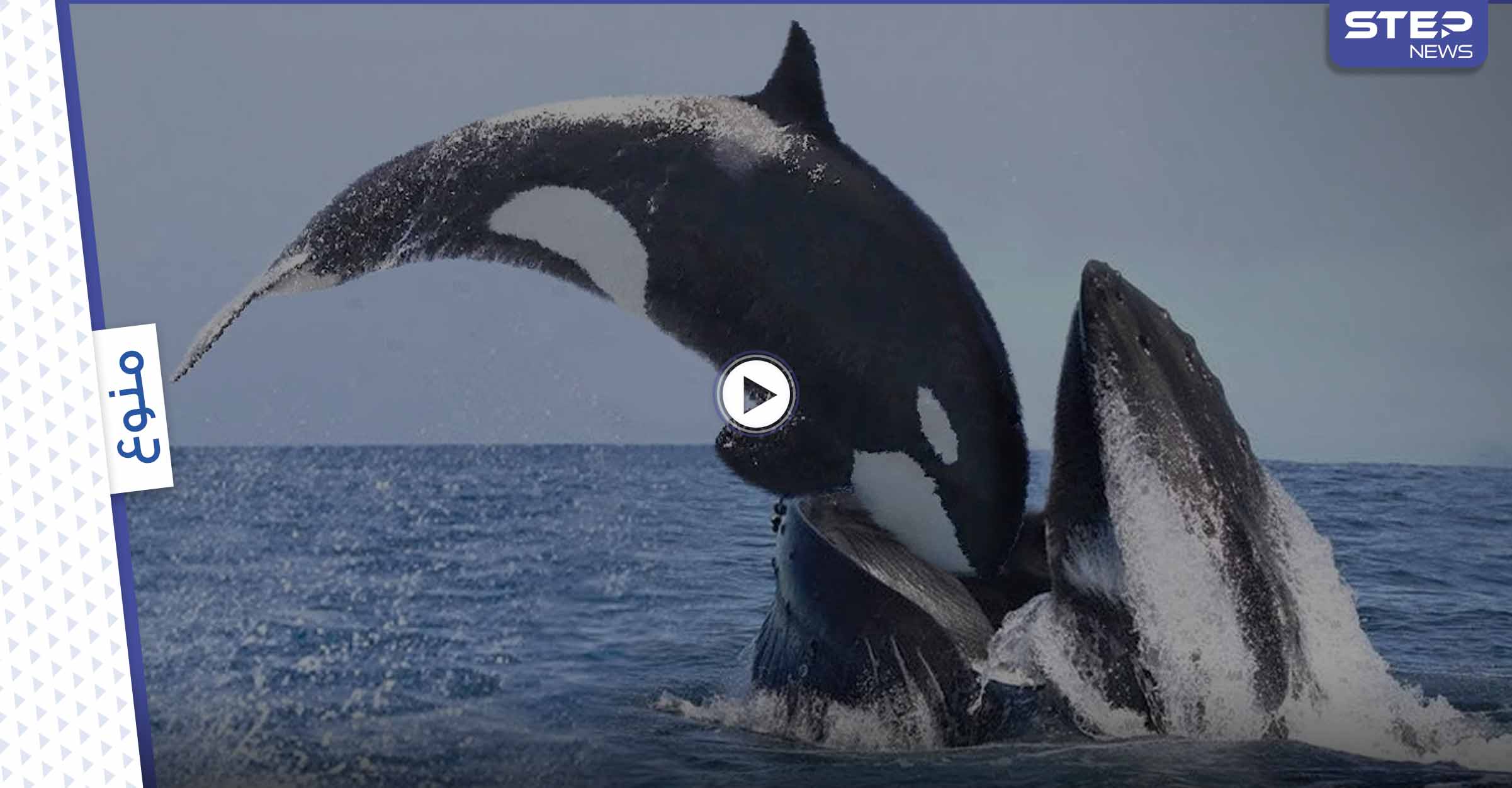 بالفيديو|| نشطاء يوثقون بكاء واستنجاد مؤلم لــ "سفاح المحيط" حوت أوركا القاتل بعد انجرافه على الساحل