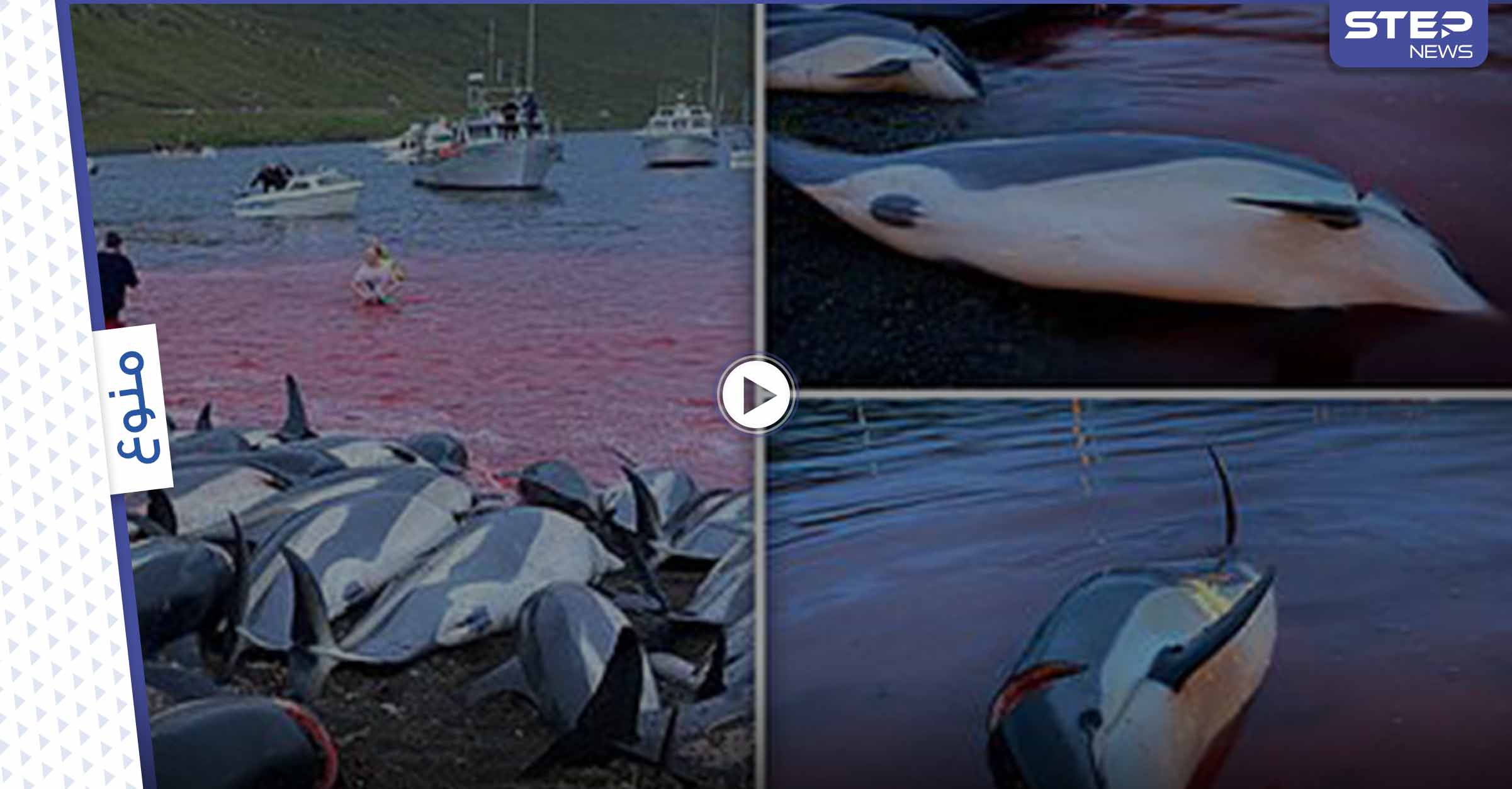 بحادثة فريدة.. صيادون ينحرون 1428 دلفيناً دفعة واحدة ويحولون لون البحر للأحمر (فيديو)