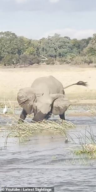 انتهت بموت أحدهما.. معركة درامية حامية بين أنثى فيل وتمساح مفترس حاول التهام صغيرها (فيديو وصور)