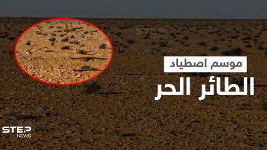 بالفيديو || كيف يُصطاد الطائر الحر في بادية الشامية بريف الرقة