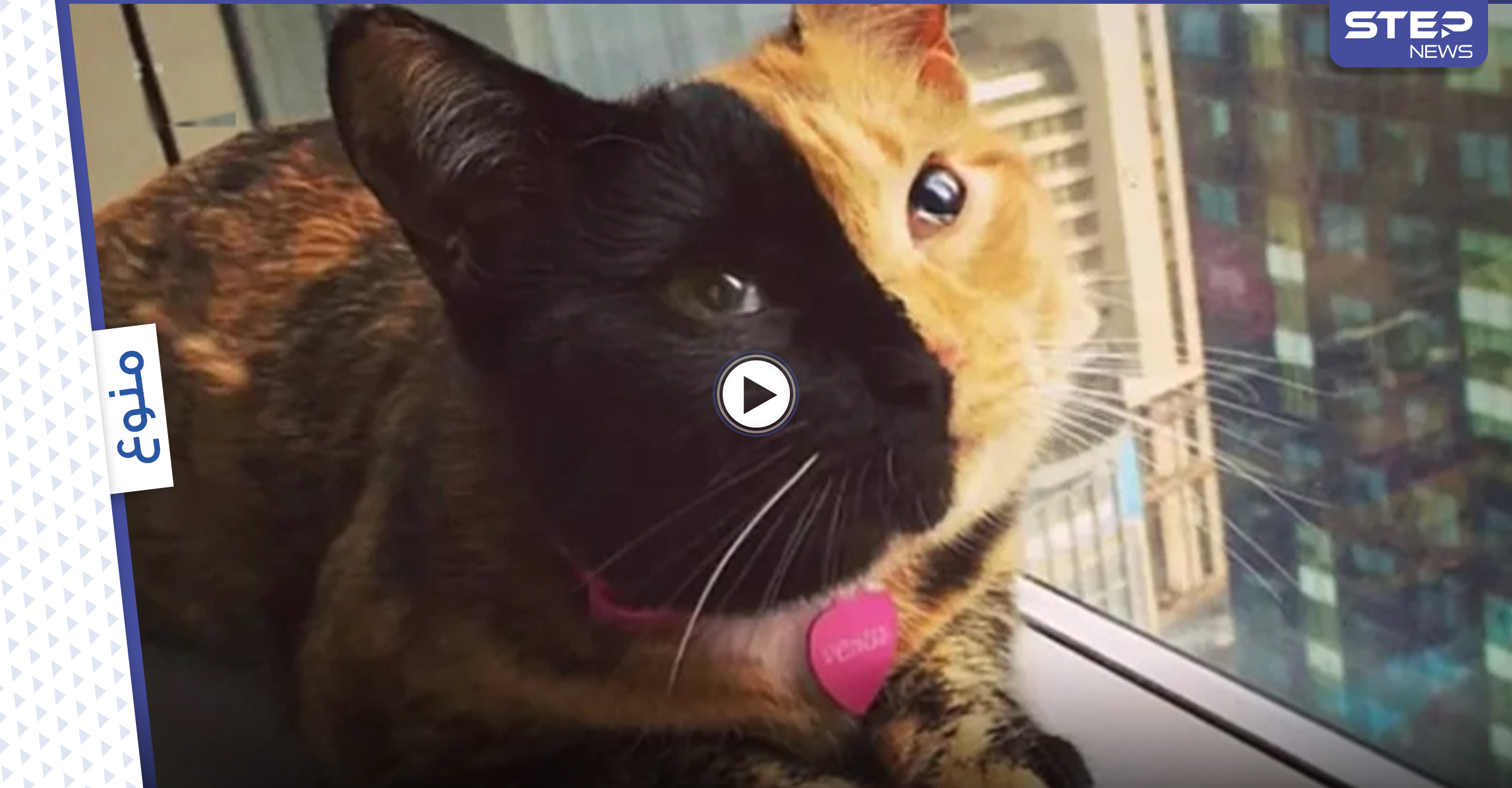 قطة ذات وجهين تخطف قلوب رواد مواقع التواصل الاجتماعي وتحصد ملايين المشاهدات.. وعلماء يوضحون (فيديو)