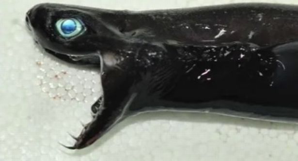 مخلوق غريب بفك مزدوج وجزء من القرش وآخر كالأفعى يظهر في المحيط الهادئ ويثير الرعب (صورة)
