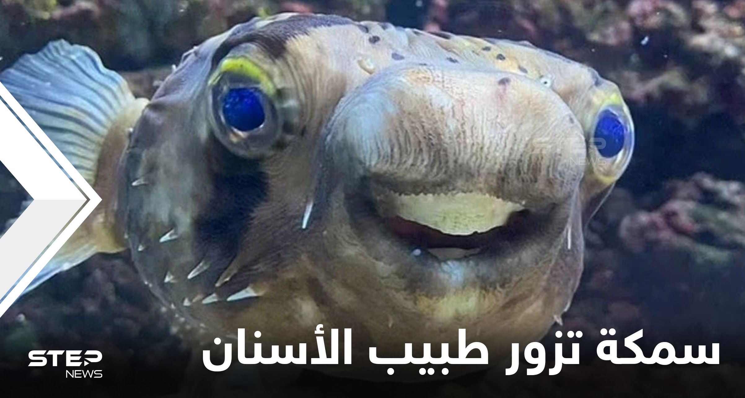شاهد|| سمكة البخاخ تخضع لعملية برد أسنان بعد أن كبرت لدرجة حرمتها من الطعام
