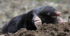 Animals That Burrow Underground Mole 1024x535 1