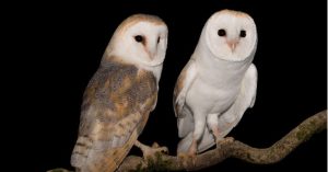 Most Romantic Animals Barn Owl 1024x535 1