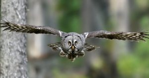 Silver Animals Great Gray Owl 1024x535 1