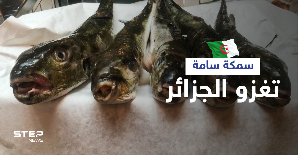 سمكة الأرنب السامة تغزو سواحل الجزائر والسلطات تحذر سم واحدة منها يقتل 100 شخص (صور)