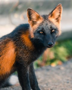 black orange fox sam gaby 2
