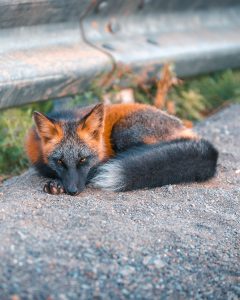 black orange fox sam gaby 3