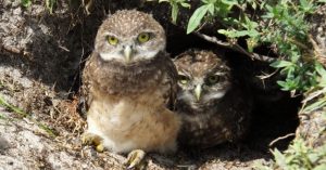 burrowing owl3 1024x535 1