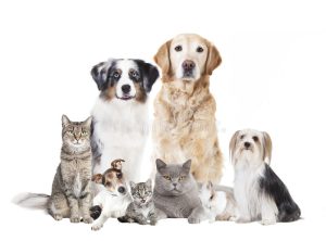 dogs cats isolated different against white background 96932856