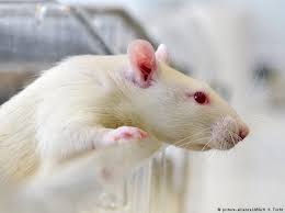 الفأر في المنام ذو اللون الأبيض