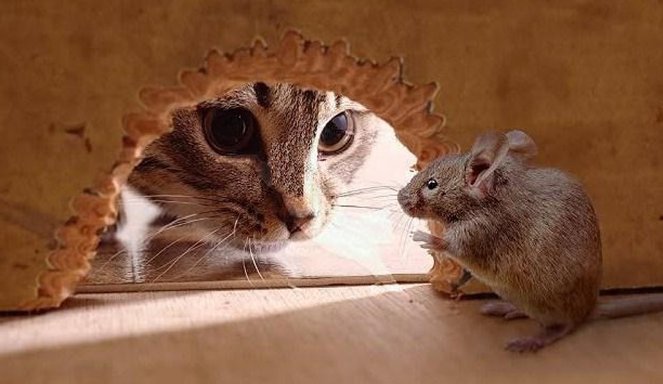  التخلص من الفئران