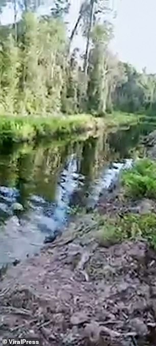 شاهد|| لحظة مرعبة لتمساح وهو يلتهم رجلاً كان يستحم بــ نهر إندونيسي وأصدقاؤه يحاولون إنقاذه