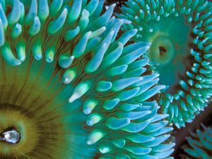 6808938 sea anemone