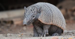 Animals With the Toughest Skin Armadillo 1024x535 1