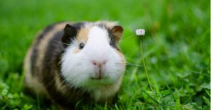 Emotional Support Animals Guinea Pig 1024x535 1