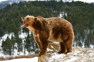 Grizzly Bear Ursus Arctos Horriblis