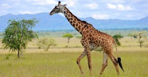 Longest Tail The Giraffe 1024x535 1