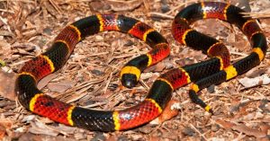 coral snake picture id453250621 1024x535 1