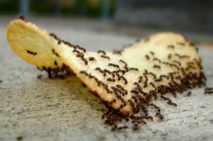 التخلص من النمل 
