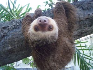 sloth5