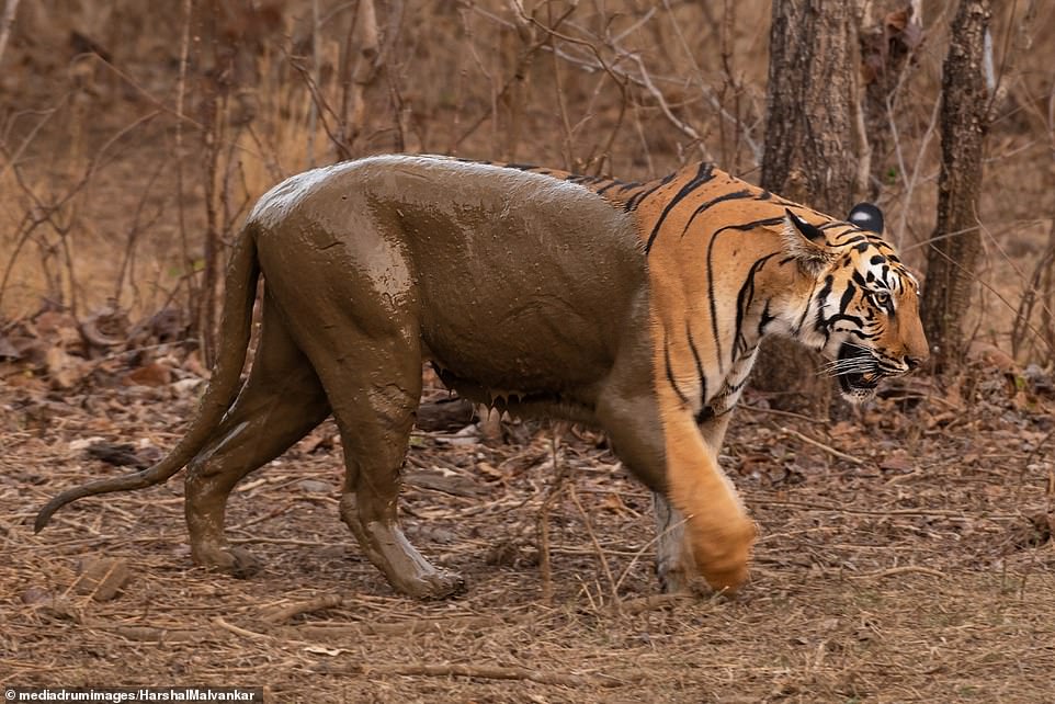 60793807 11058013 This two tone tiger made half its body seemingly disappear after a 78 1659013603257