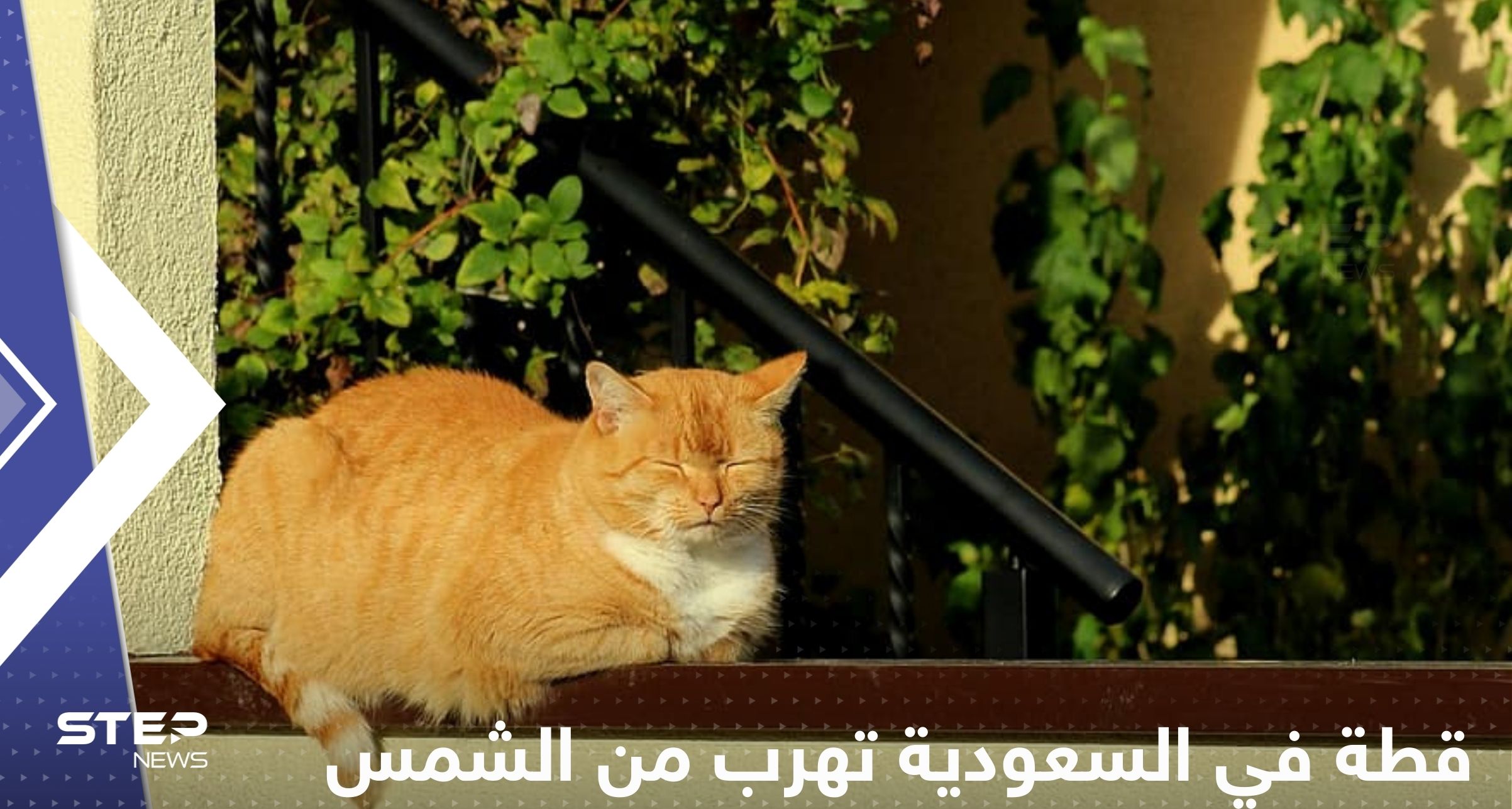 قطة في السعودية